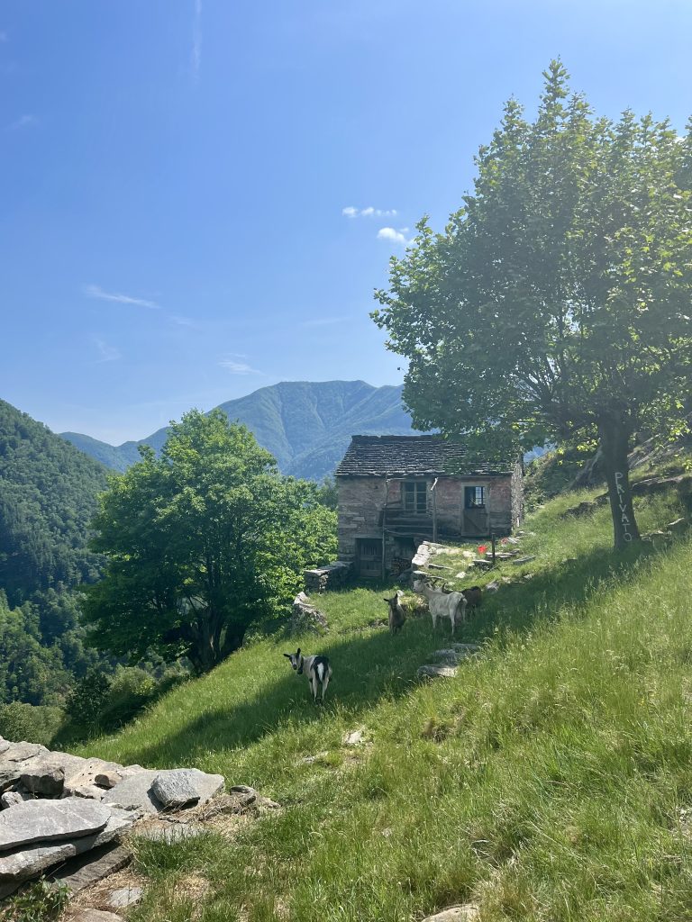 A photo of a hike-in-only rustici in Ticino, that was fully inhabited -- at least for the summer season!